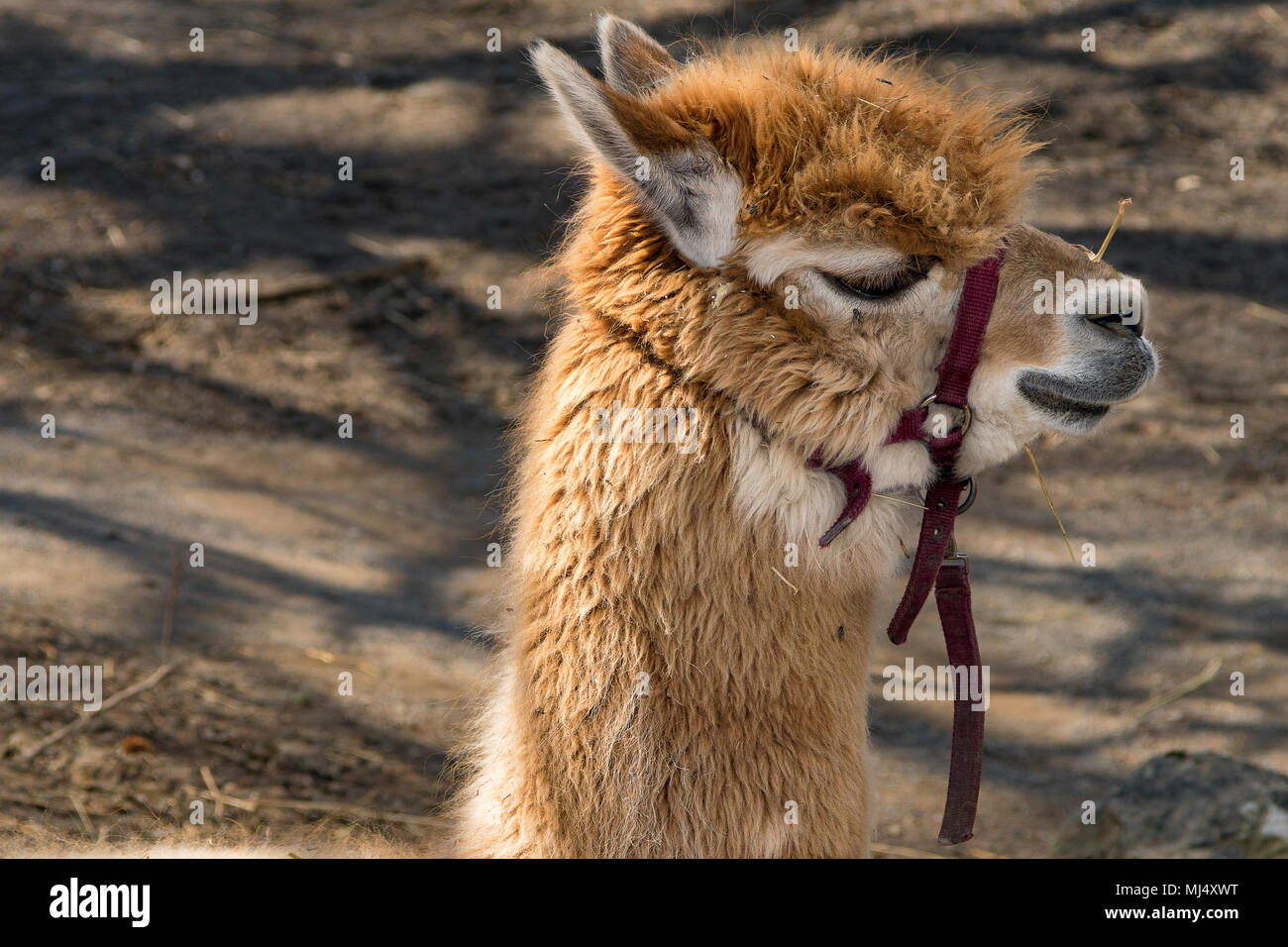 Feeding Alpaca Stock Photos Feeding Alpaca Stock Images Page 2