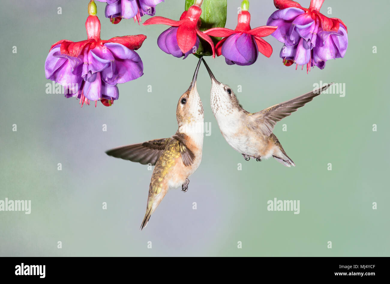 Hummingbird, Rufous, Canada Stock Photo - Alamy