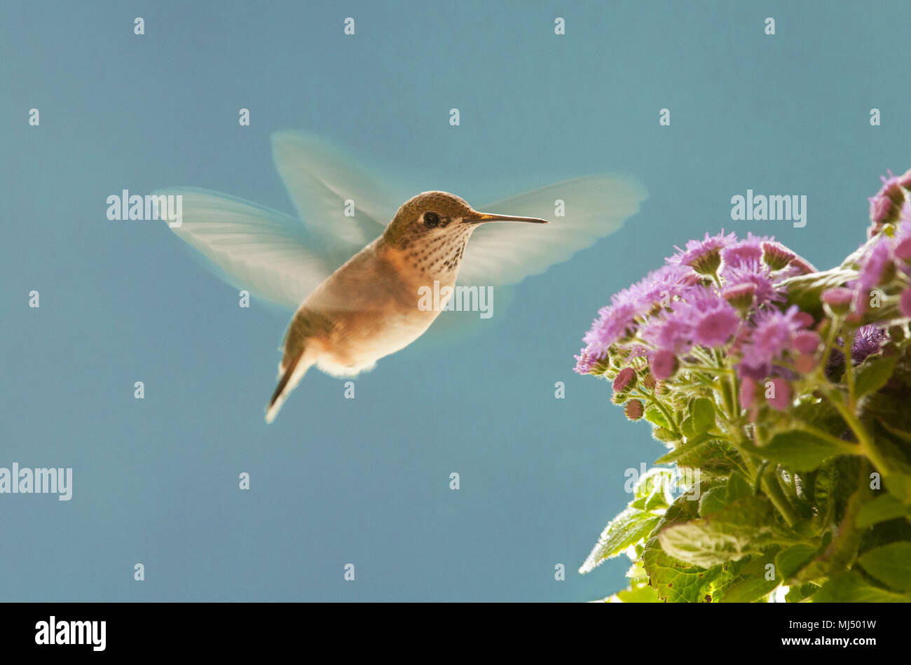 Canada wildlife hi-res stock photography and images - Alamy