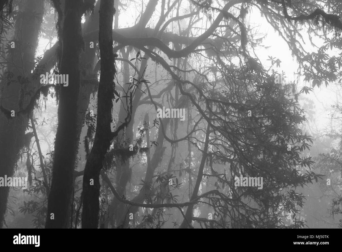 Momochrome image of a rhododendron forest on a fogy day. Scene near Pokhara, Nepal. Spooky atmosphere. Stock Photo