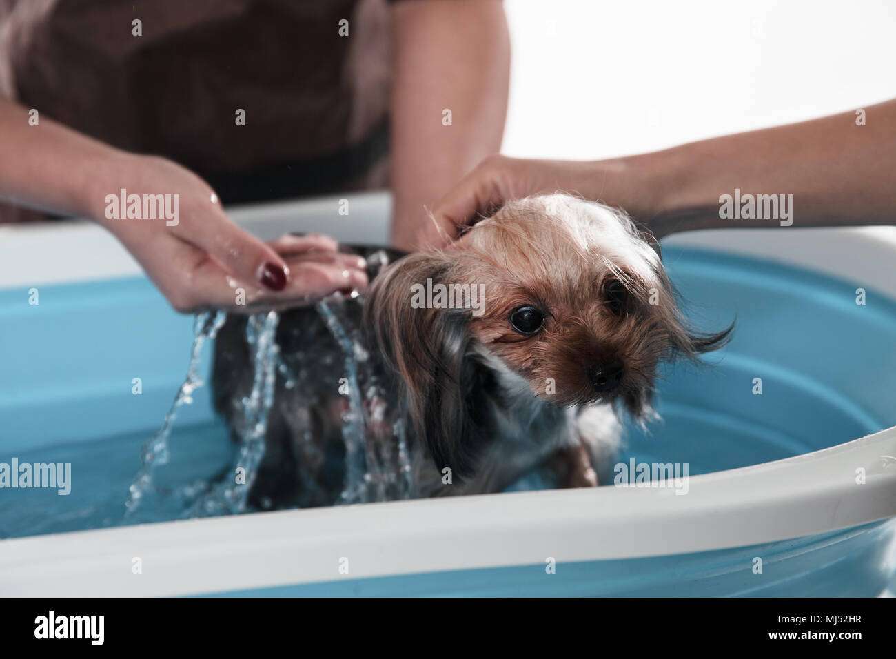 Pet beautician to bathe puppy Stock Photo Alamy