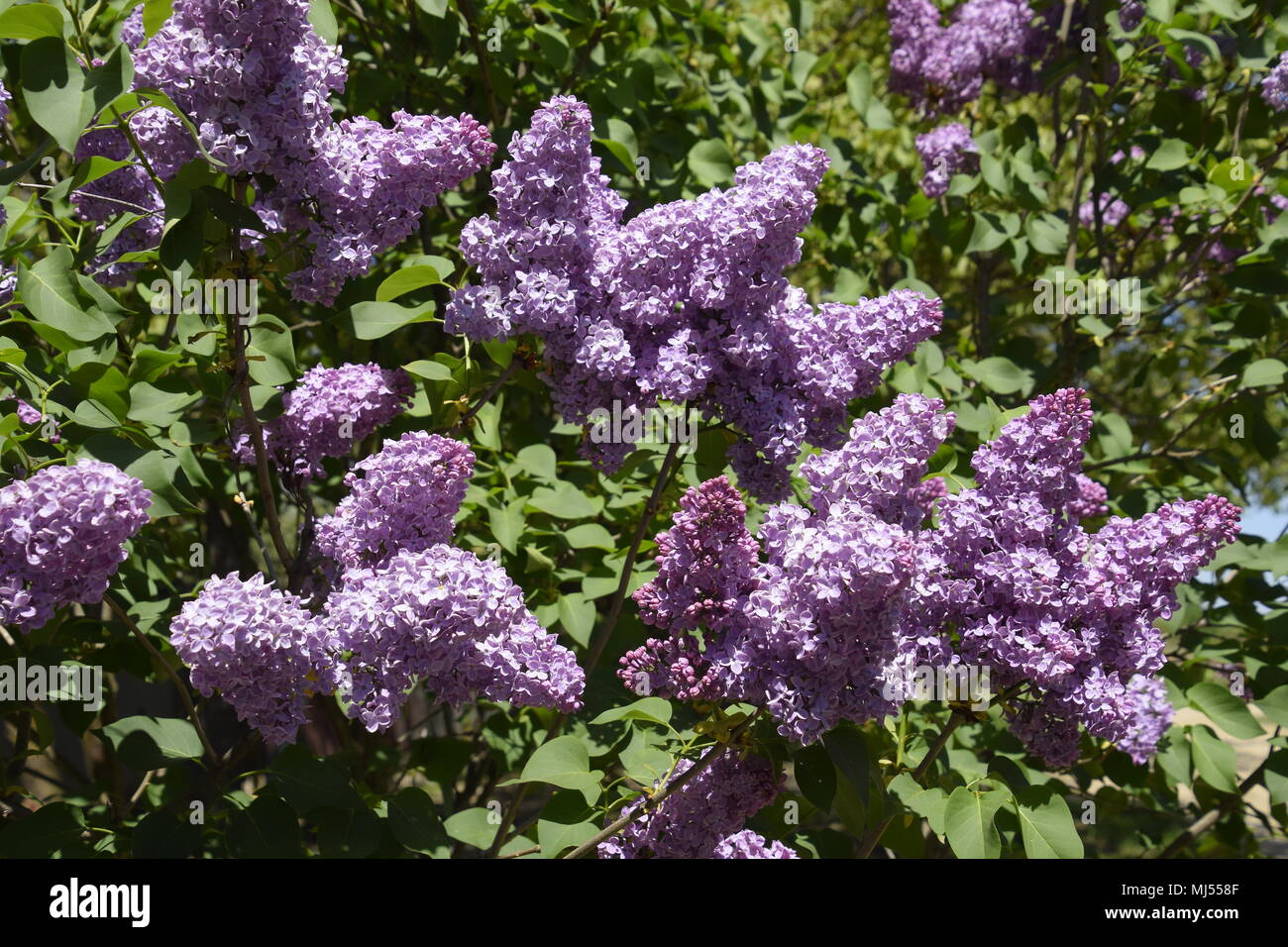 Lilac flowers on the branches. Beautiful purple lilac flowers outdoors ...