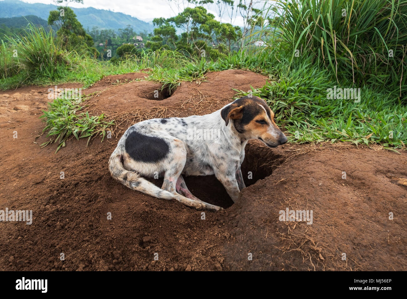 Tired dog trying to hide from hot weather. He digged a hole in ground