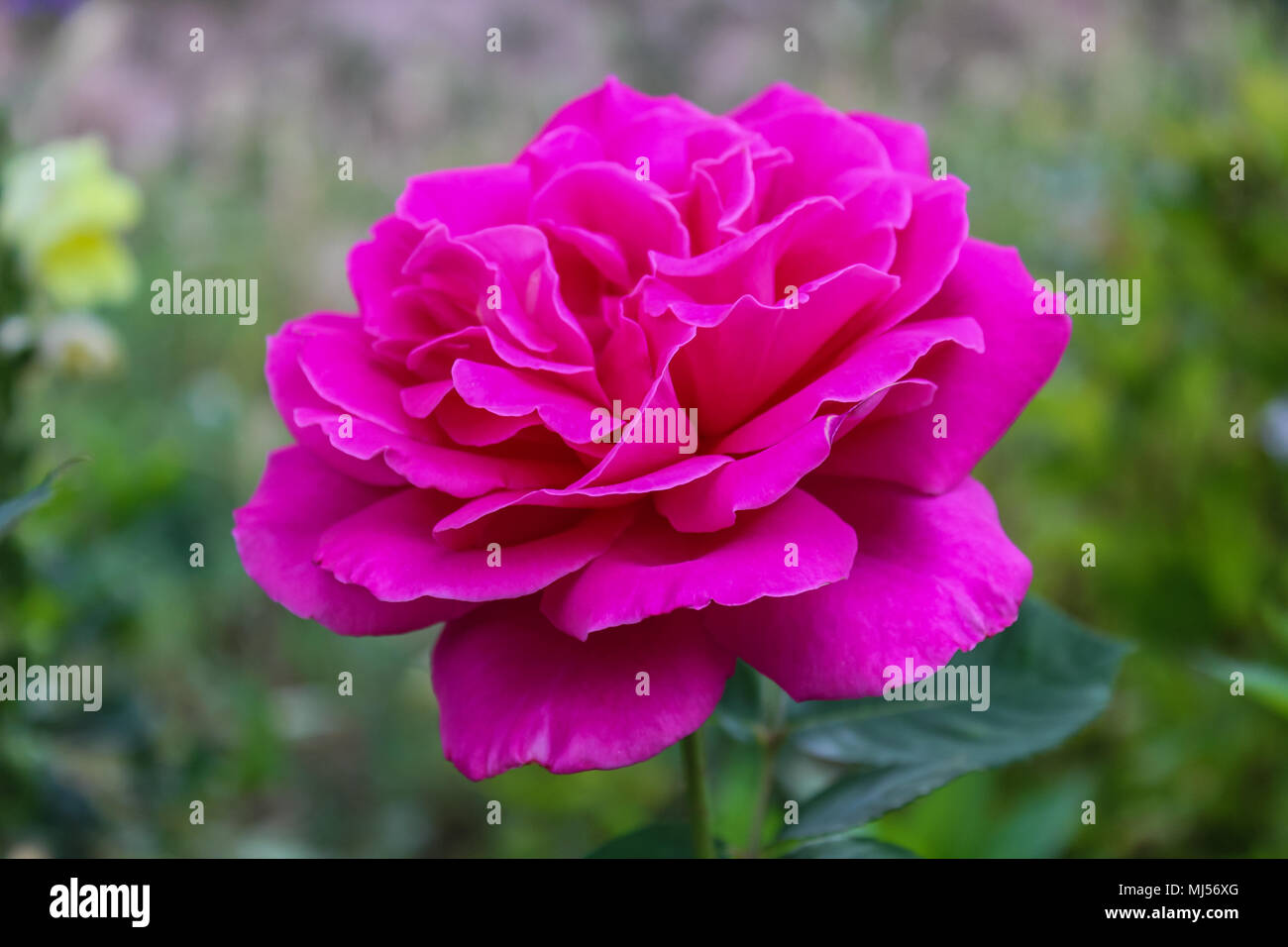 Rose close ups hi-res stock photography and images - Alamy