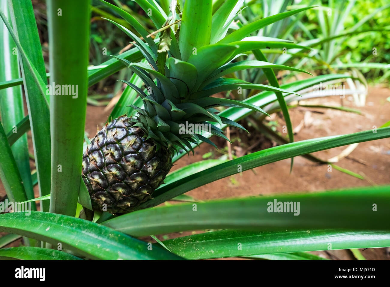 Pinya Growing pineapple close up view. Tropical fruit Stock Photo - Alamy