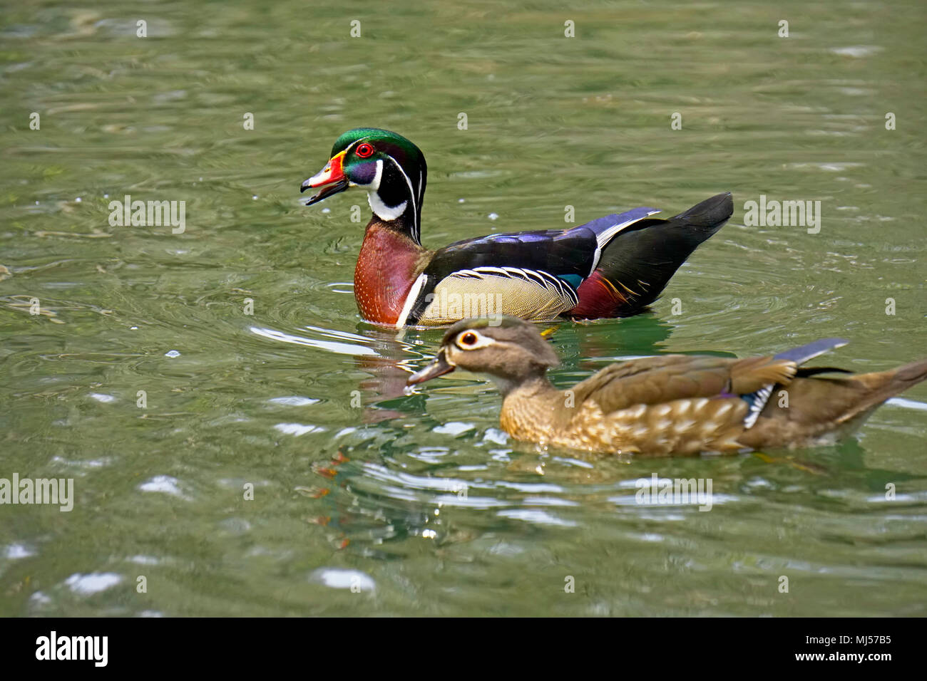 Wood ducks a breeding pair in seasonal plumage swimming on water in Toronto, Ontario, Canada in spring  Focal point on male duck Stock Photo