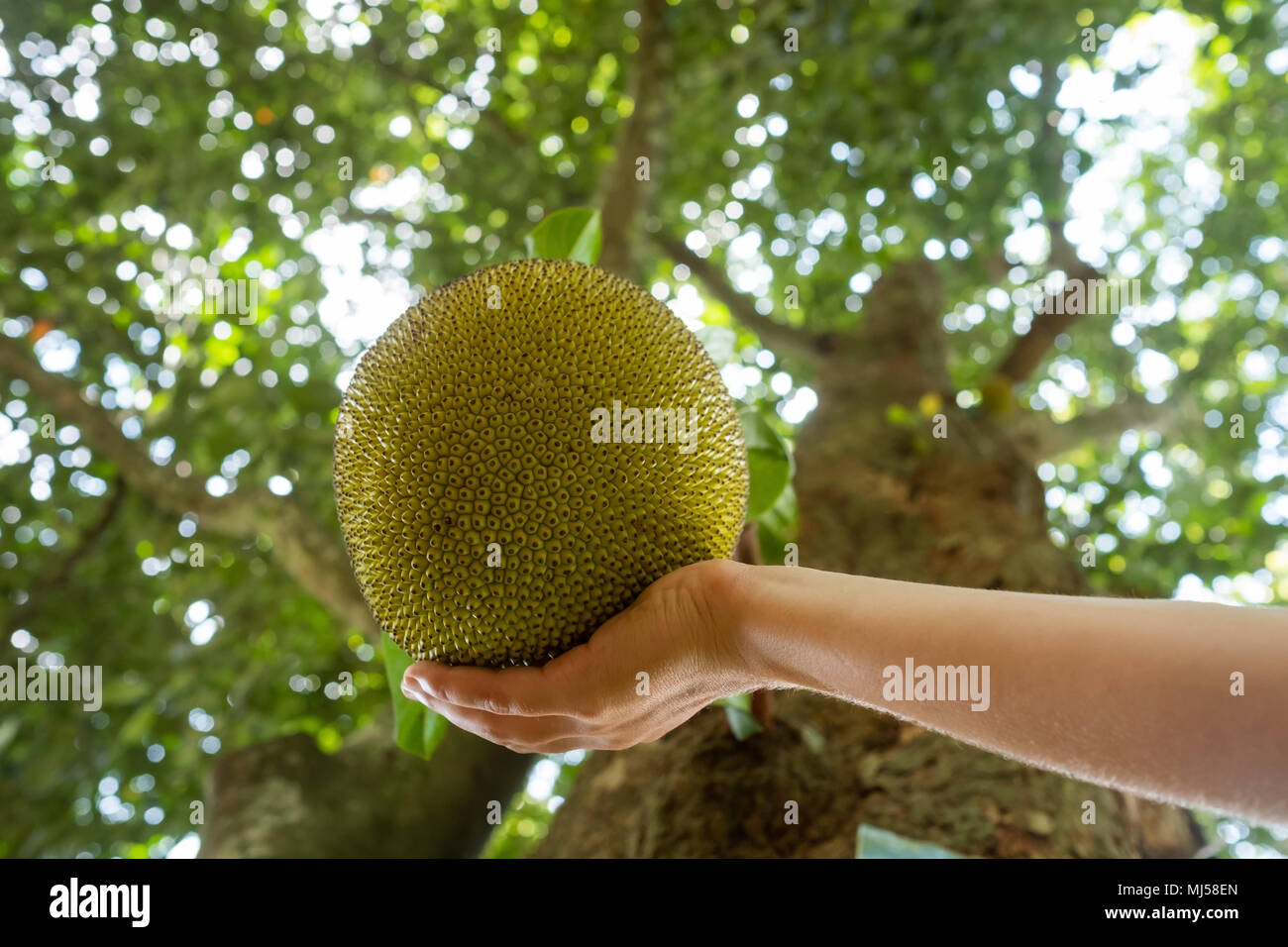 whole green jack fruit hanging from the tree close up photo Stock Photo