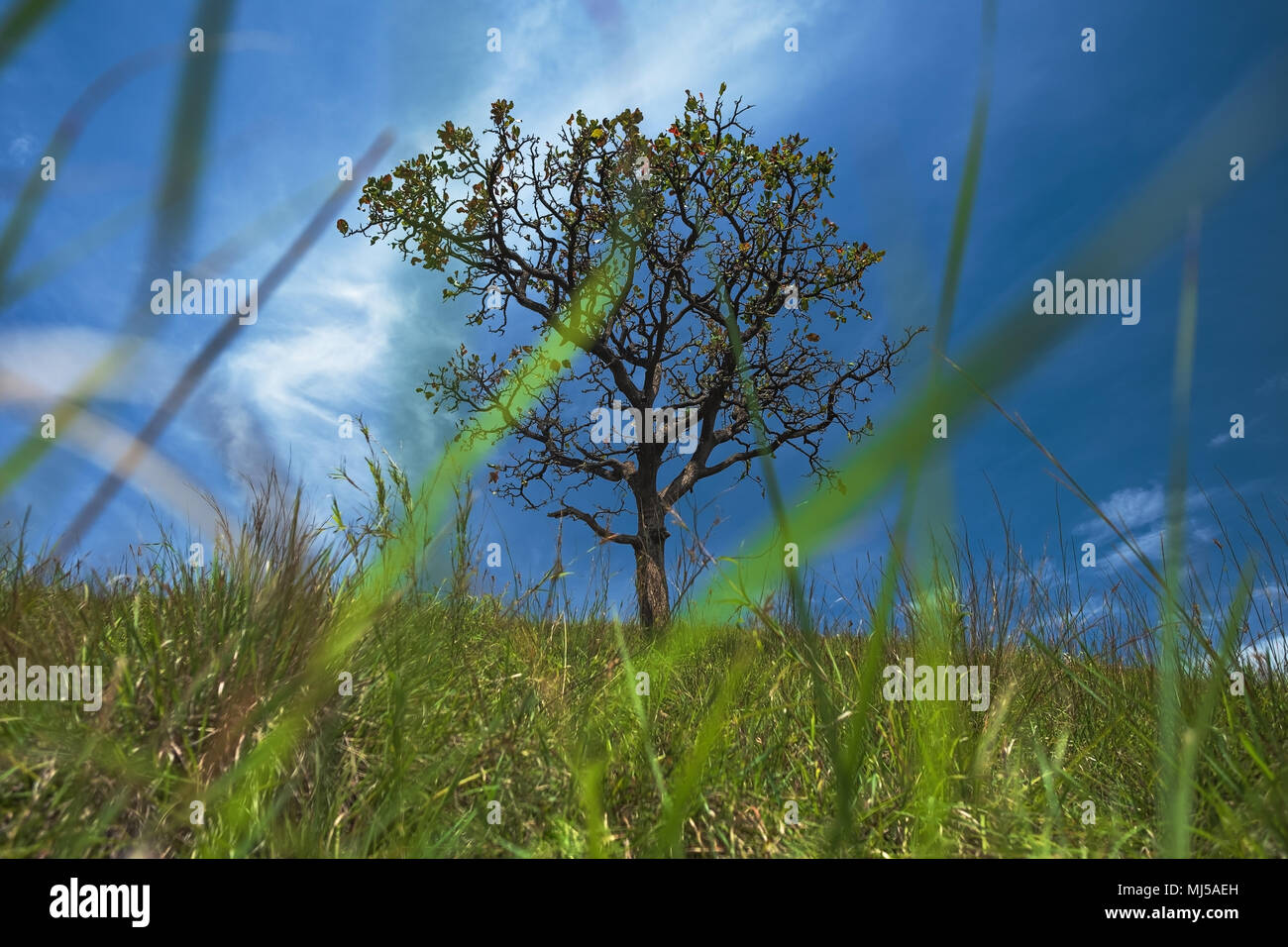 solitary tree on grassy field and blue sky with clouds in the ...