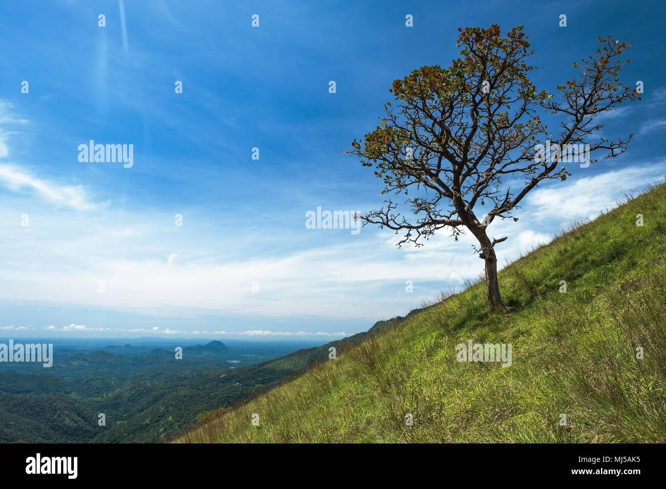 solitary tree on grassy green hill and blue sky with clouds in the ...