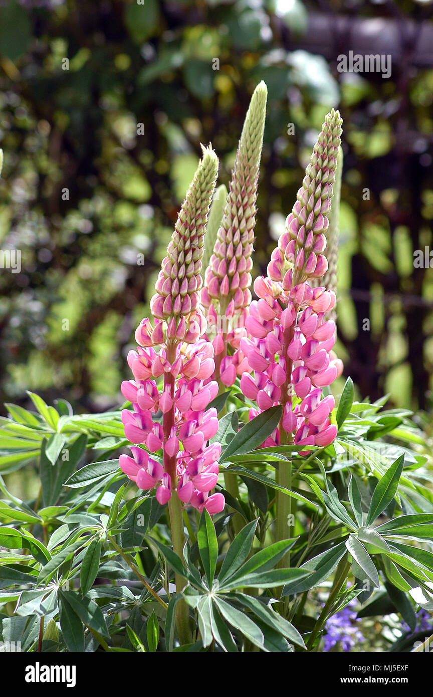 LUPINS (RUSSELL HYBRIDS, LUPINUS POLYPHYLLUS) Stock Photo