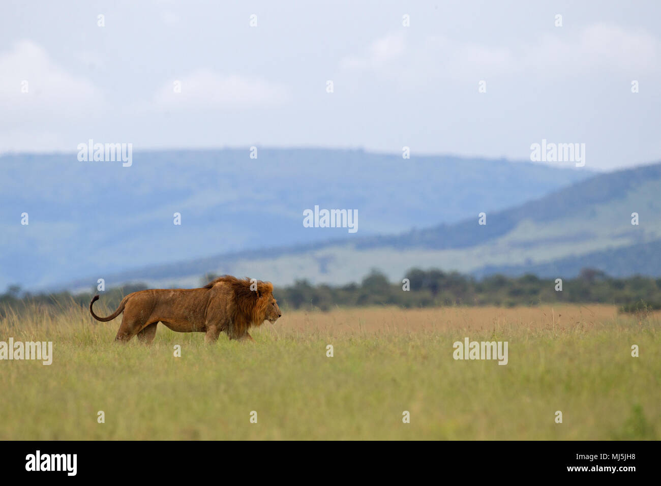 Male lion walking in tall grass hi-res stock photography and images - Alamy