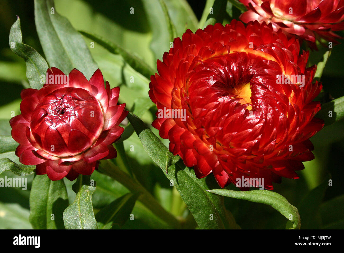 Bracteantha bracteata. (Syn. Helichrysum bracteatum) Strawflower Stock Photo