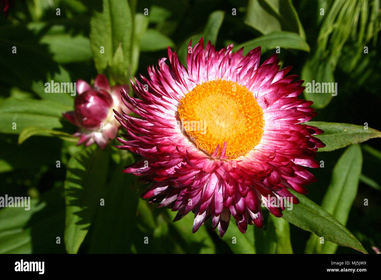 Bracteantha bracteata. (Syn. Helichrysum bracteatum) Strawflower Stock Photo