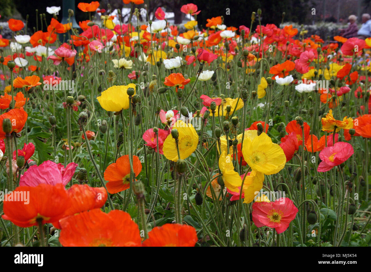 MASS PLANTING OF ICELAND POPPIES (PAPAVER NUDICAULE) Stock Photo