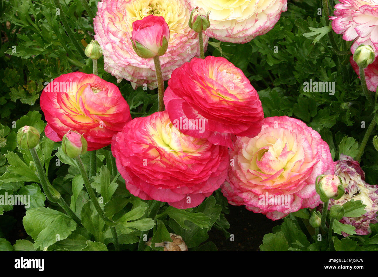 BEAUTIFUL RANUNCULUS FLOWERS IN FULL BLOOM Stock Photo