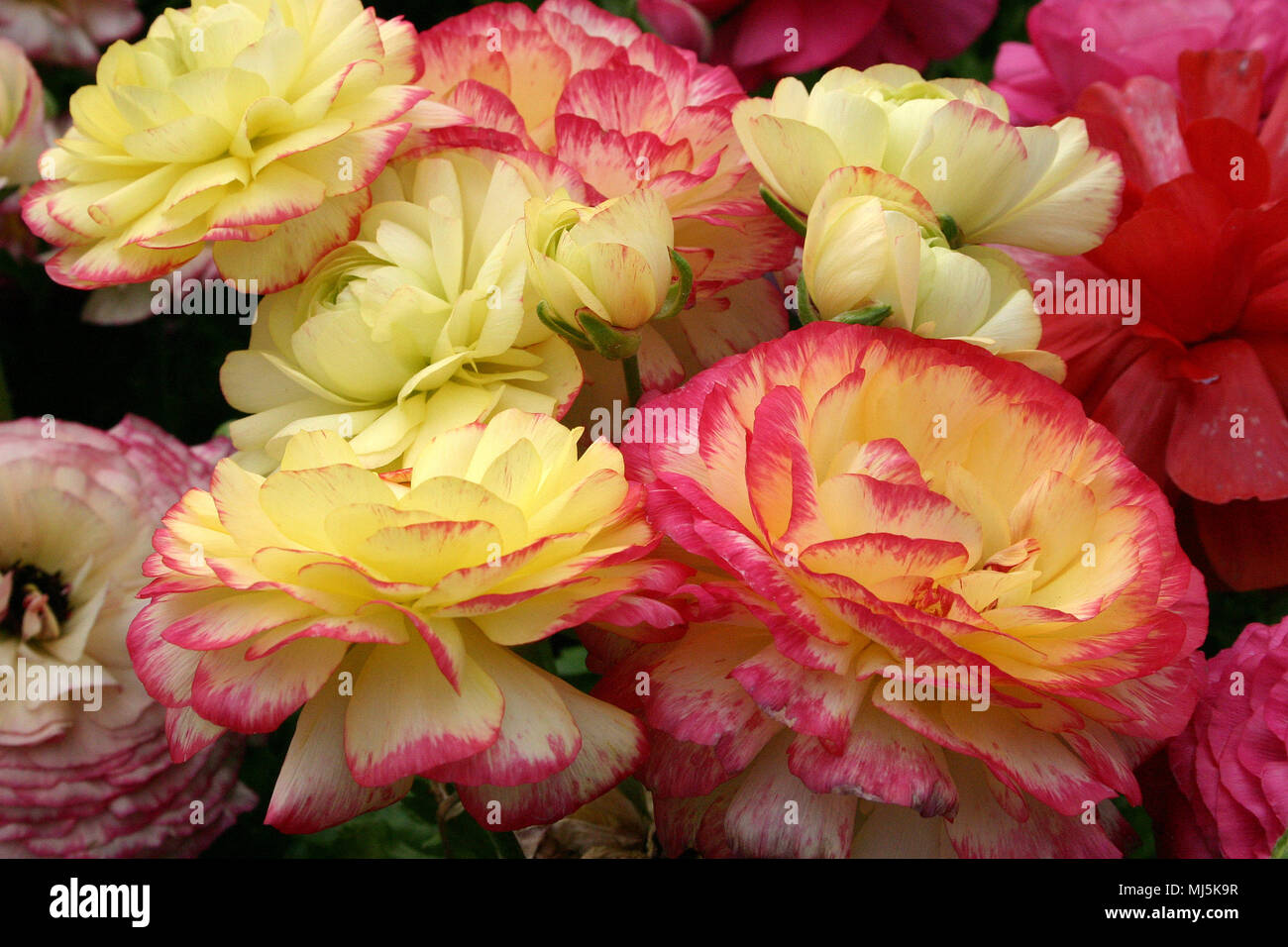 CLOSE-UP OF PINK EDGED RANUNCULUS FLOWERS Stock Photo