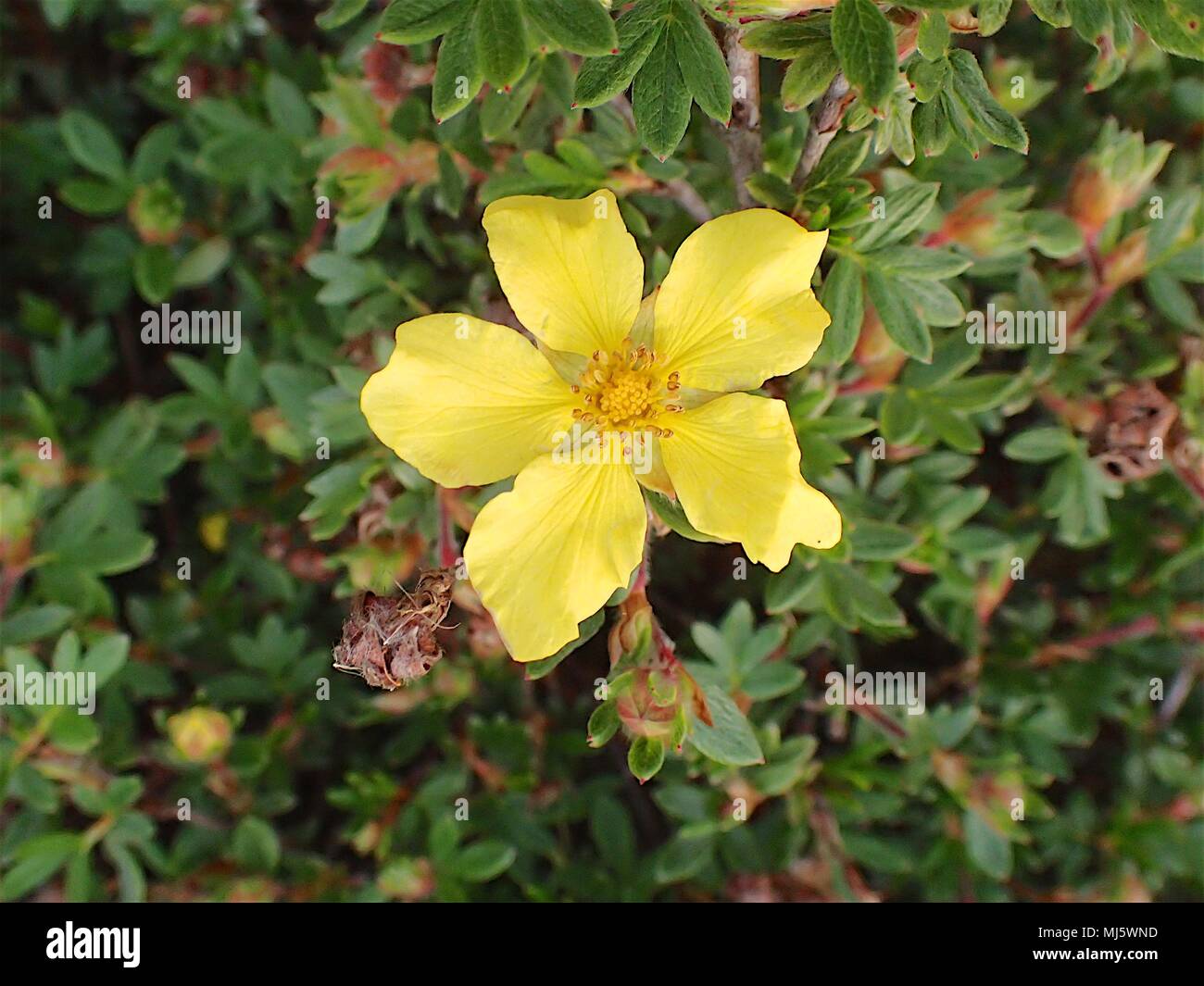 Hedgerow & Dandelion flowers blooming in summer Stock Photo