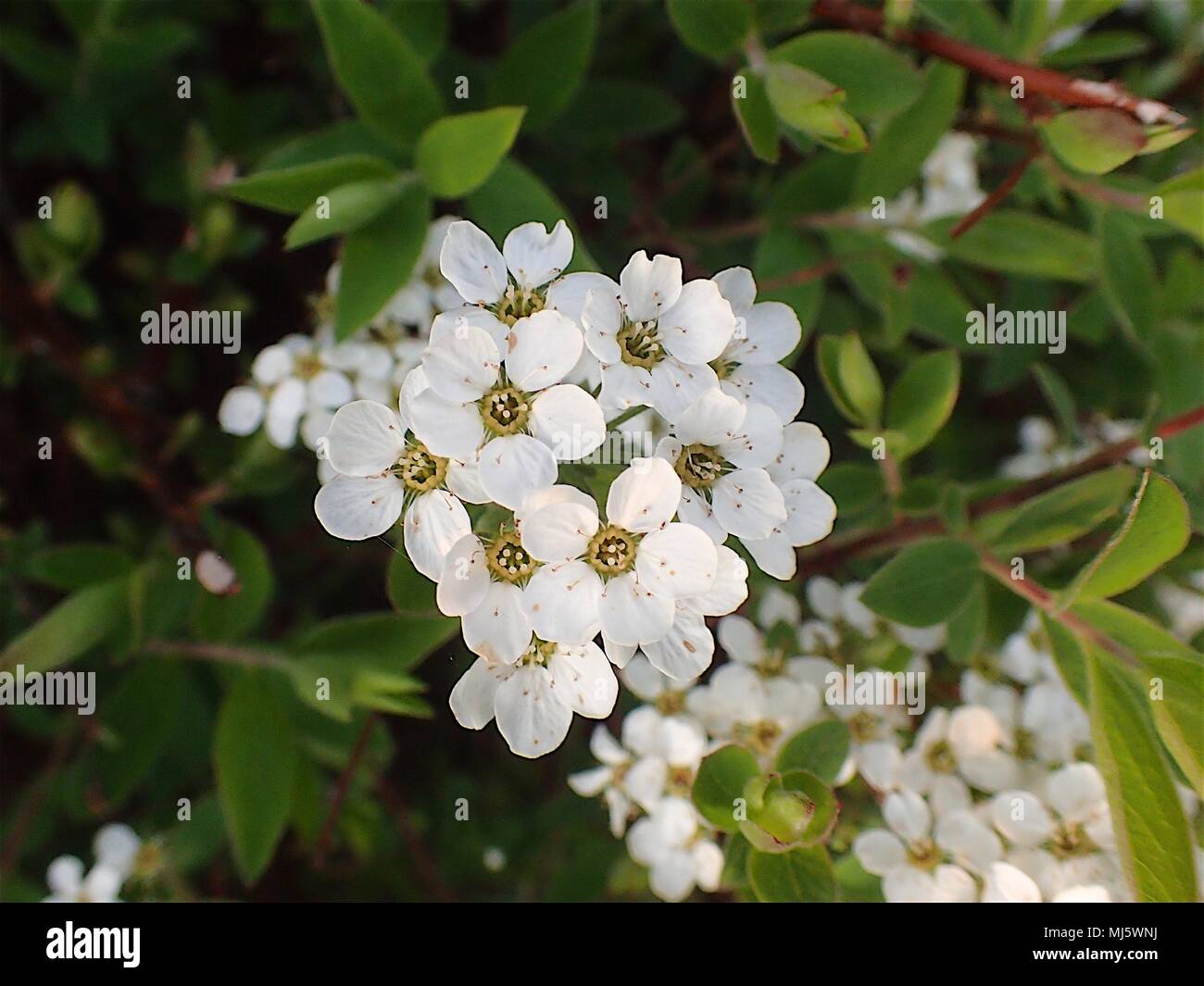 Hedgerow & Dandelion flowers blooming in summer Stock Photo