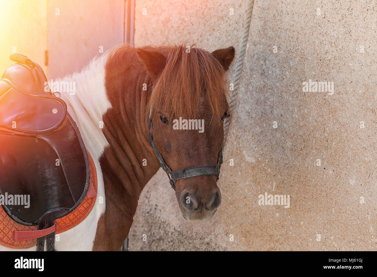 Shetland Pony saddled looking at camera. Isolated. Stock Image. Stock Photo