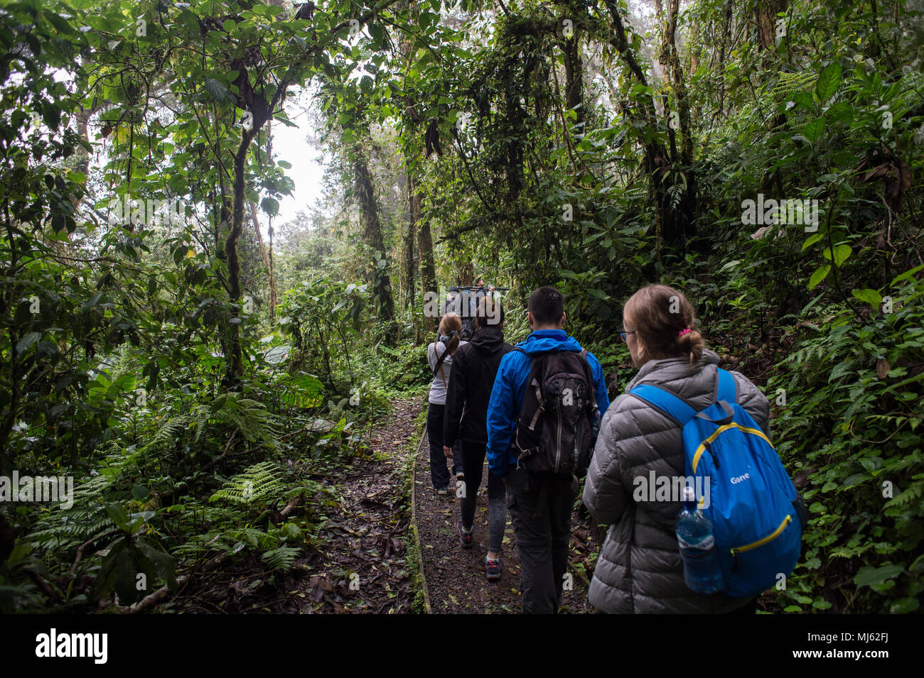 Tourist walking in Santa Elena Cloud Forest Reserve, Costa Rica, Centroamerica Stock Photo