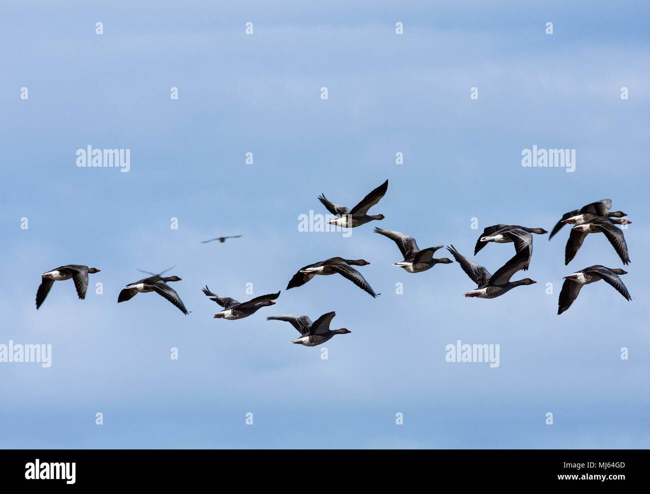 A flock of taiga bean goose during the migration. Bright sunshine Stock
