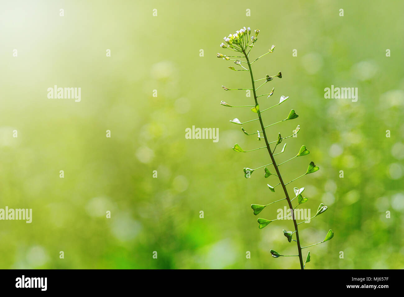 Shepherd Purse, Capsella bursa pastoris, Flower of Shepherd's purse