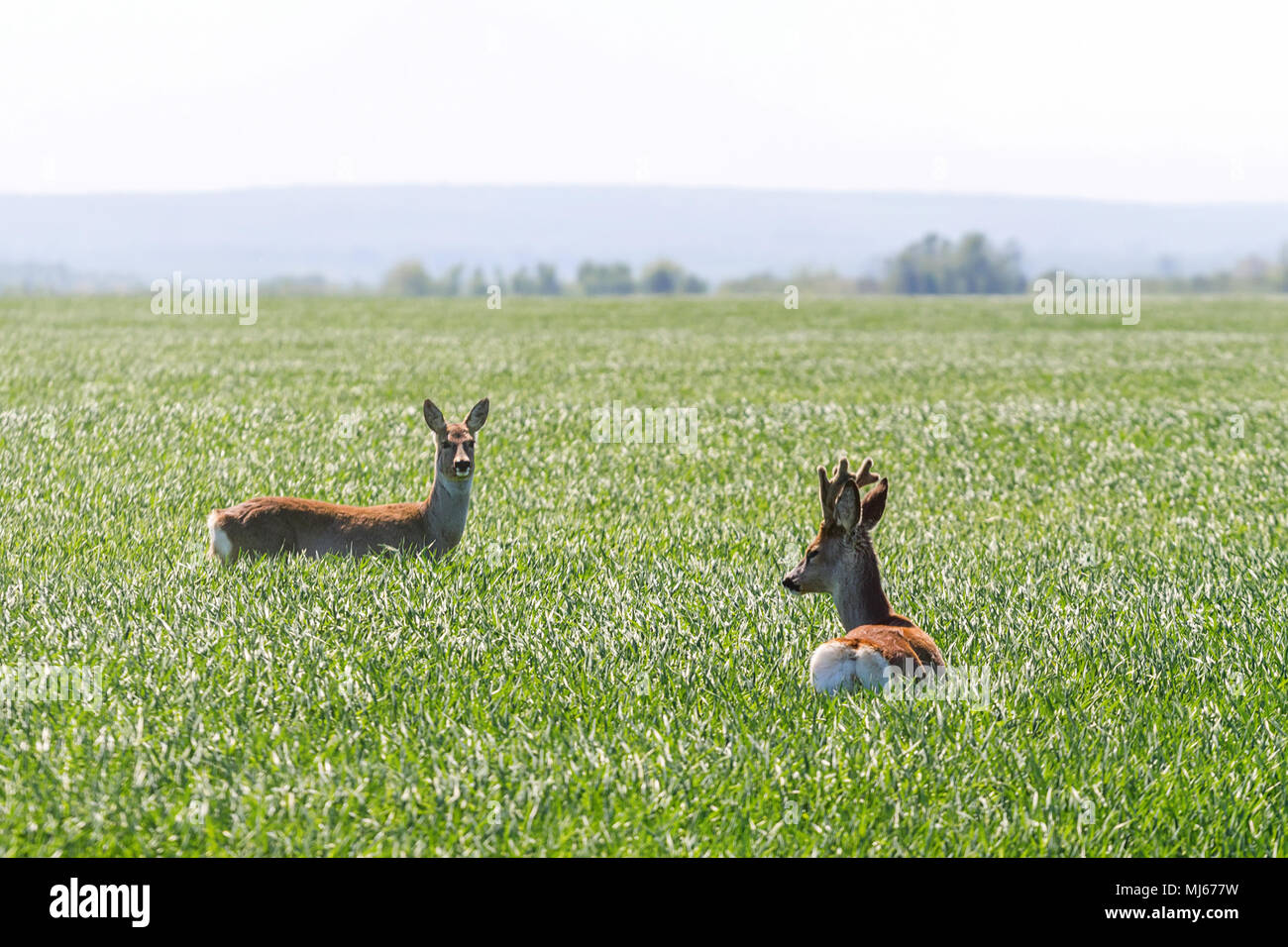 Male roe deer and female roe deer in wheat field. Roe deer wildlife ...