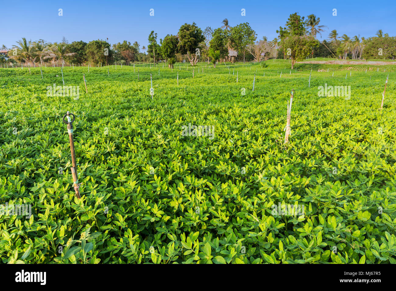 Peanut field, Groundnut field on ground in vegetable garden. Stock Photo