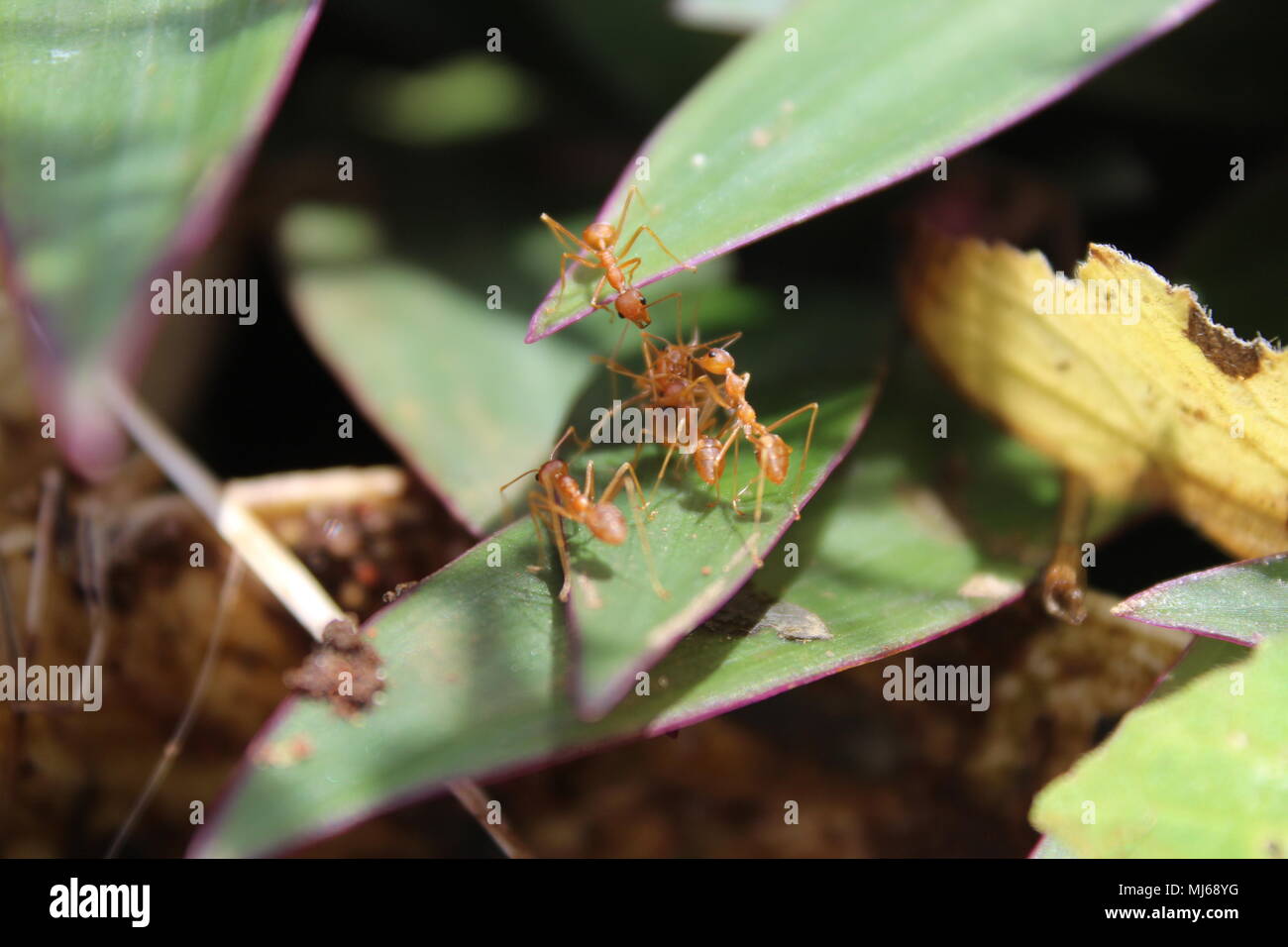 Ants Teamwork Stock Photo