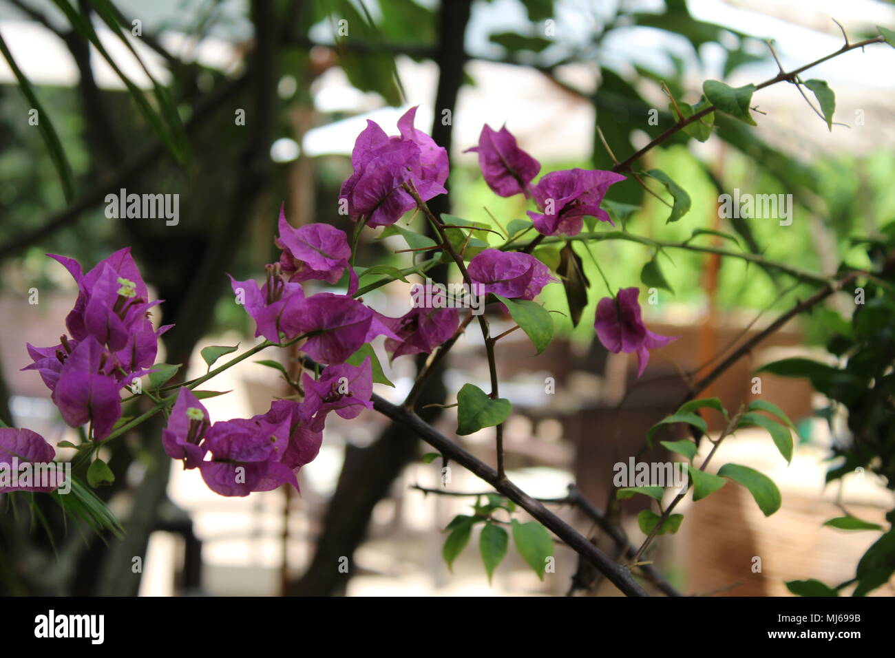 Pink Papery Rose Flower - Bougainvillea spectabilis Willd, Great bougainvillea, Bougainvillea glabra Choisy, Nyctaginaceae, Paper-flower, Leela Palace Stock Photo