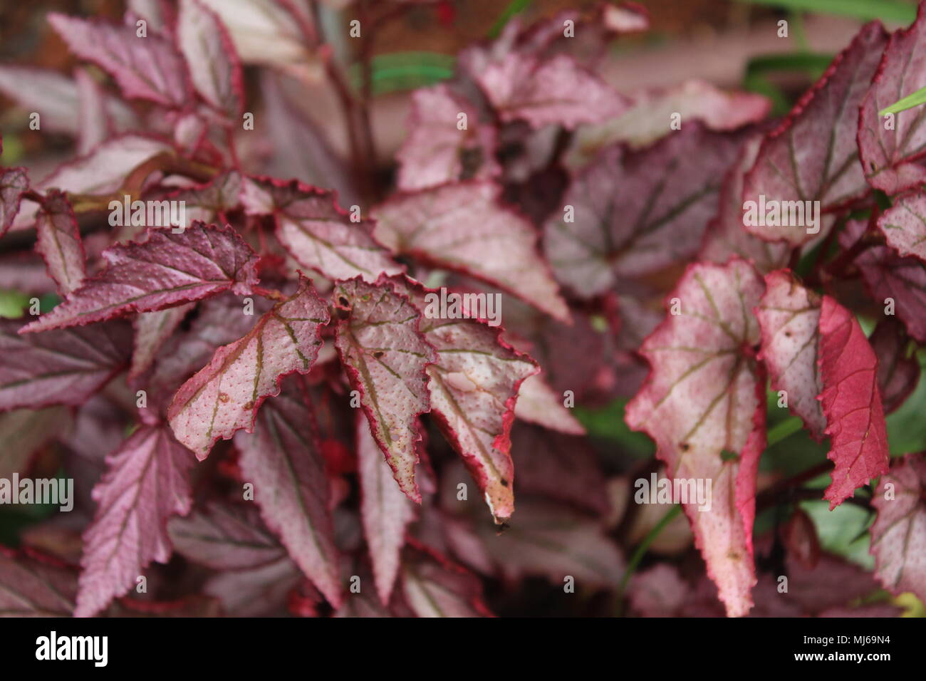 Pink colored leaves - Begonia rex Putz. (Begoniaceae), Painted-leaf begonia Stock Photo