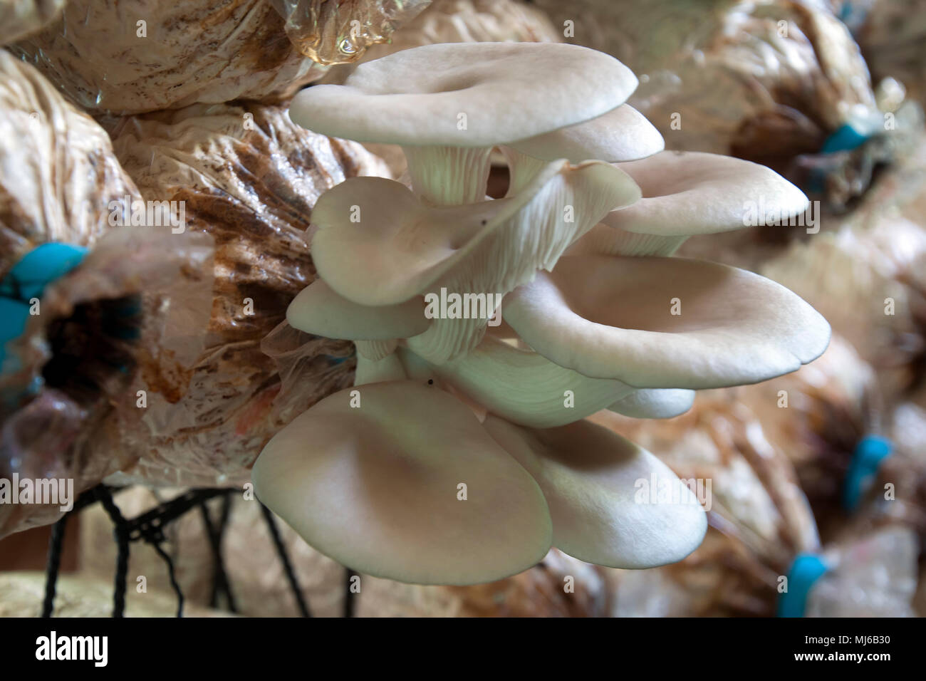 gips Tilbagekaldelse Egenskab Page 14 - Mushroom Farming High Resolution Stock Photography and Images -  Alamy