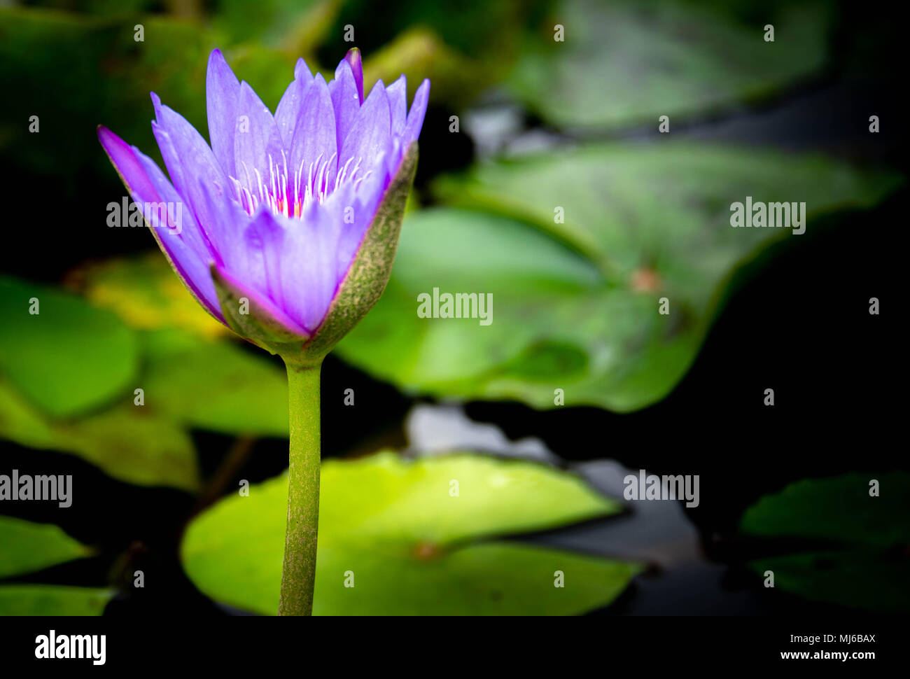 Water lily bloom in a Singapore garden Stock Photo Alamy
