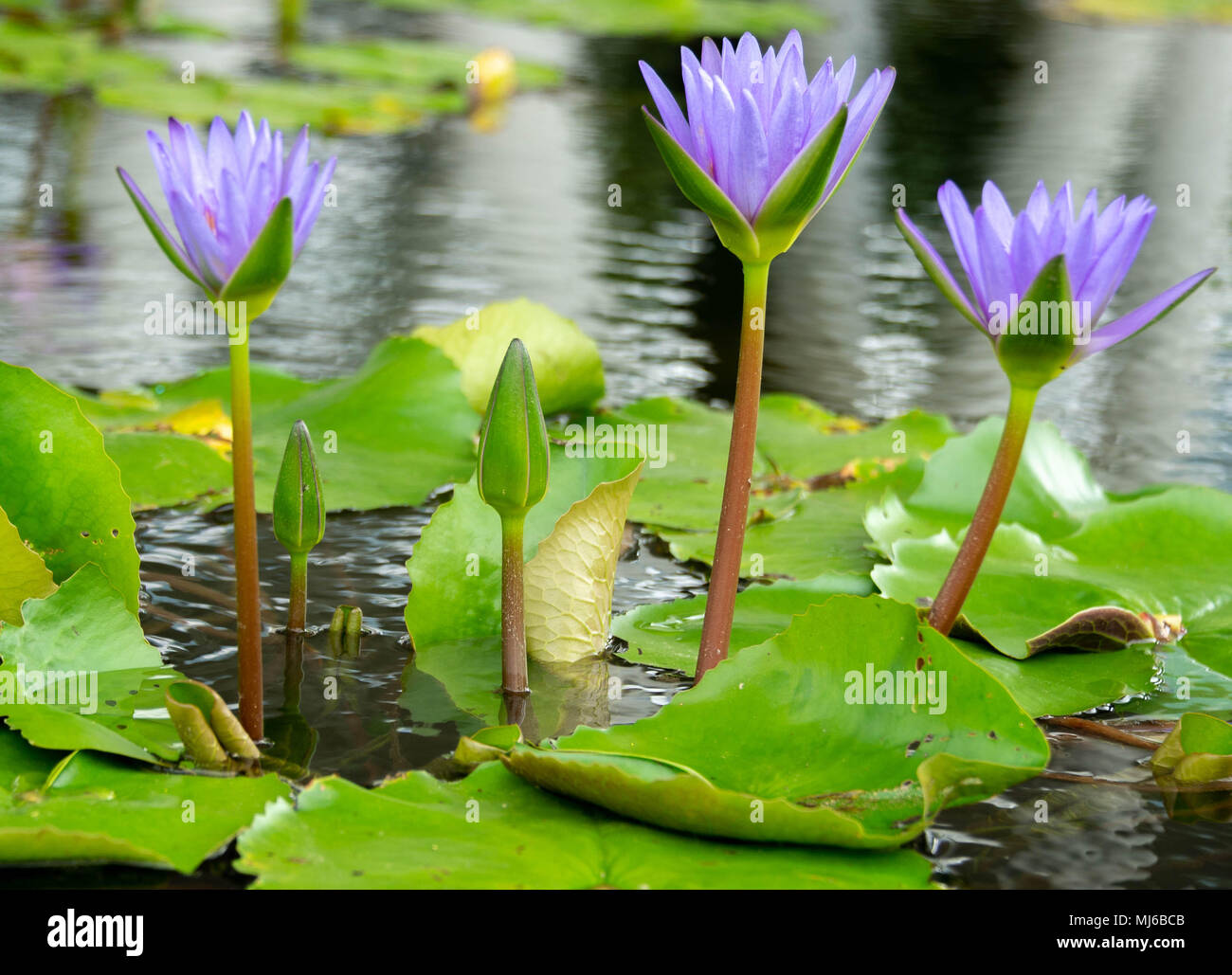 Water lily bloom in a Singapore garden Stock Photo Alamy