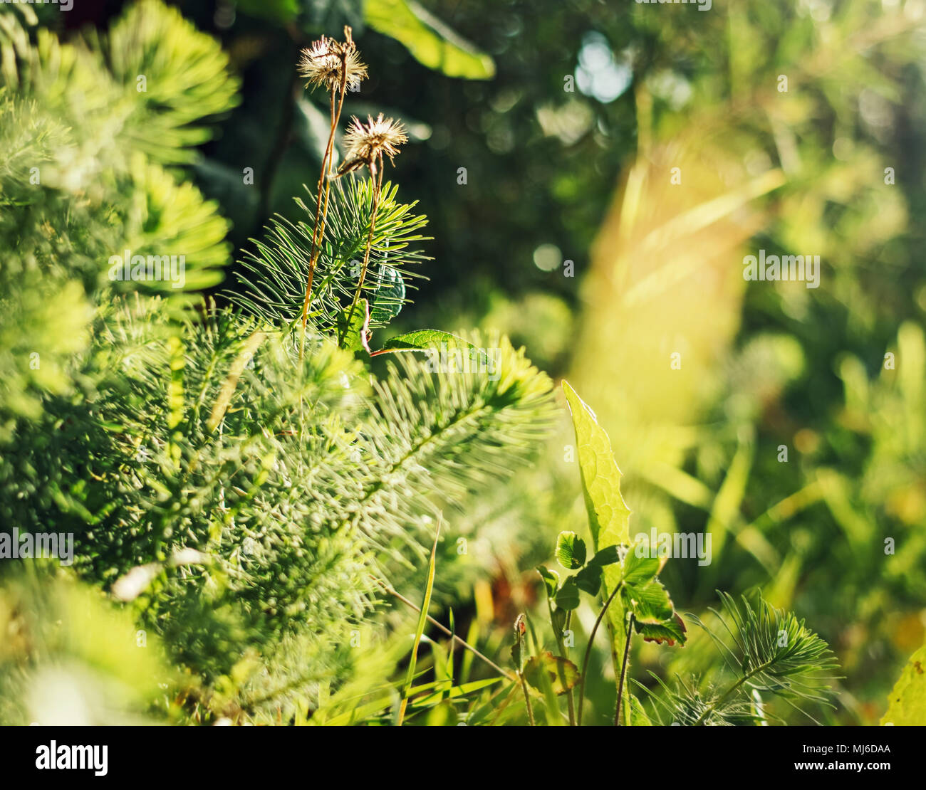 Tender green grass in sunny bright happy forest Stock Photo