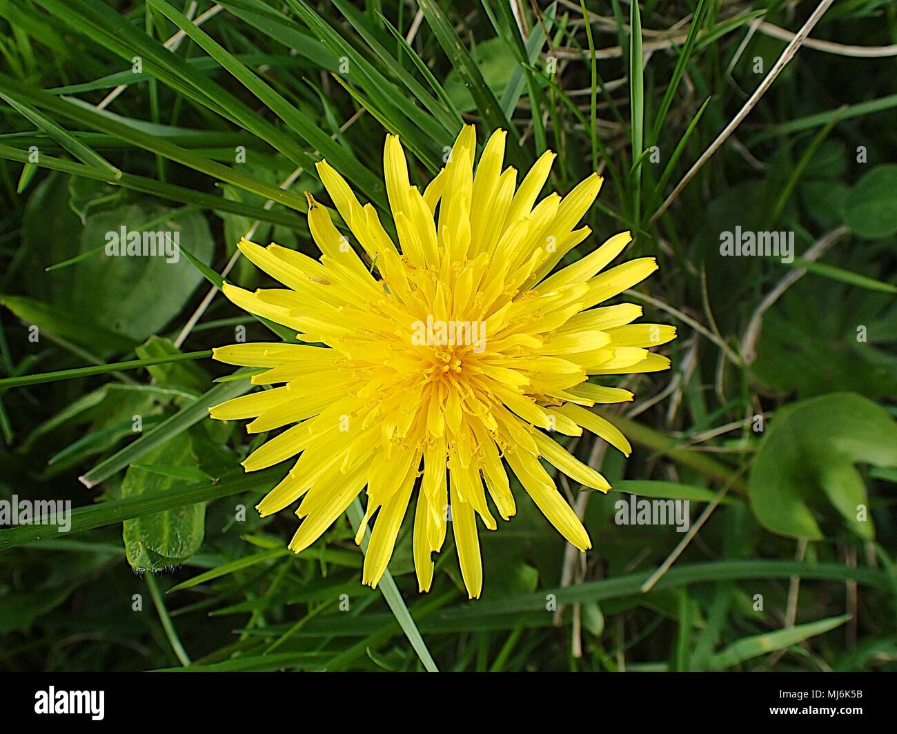 Hedgerow & Dandelion flowers blooming in summer Stock Photo