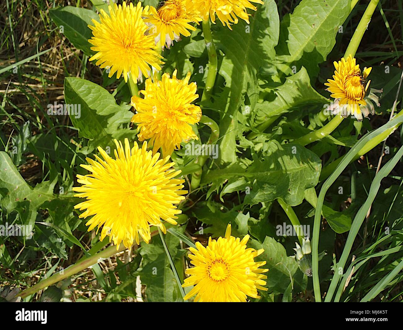 Hedgerow & Dandelion flowers blooming in summer Stock Photo