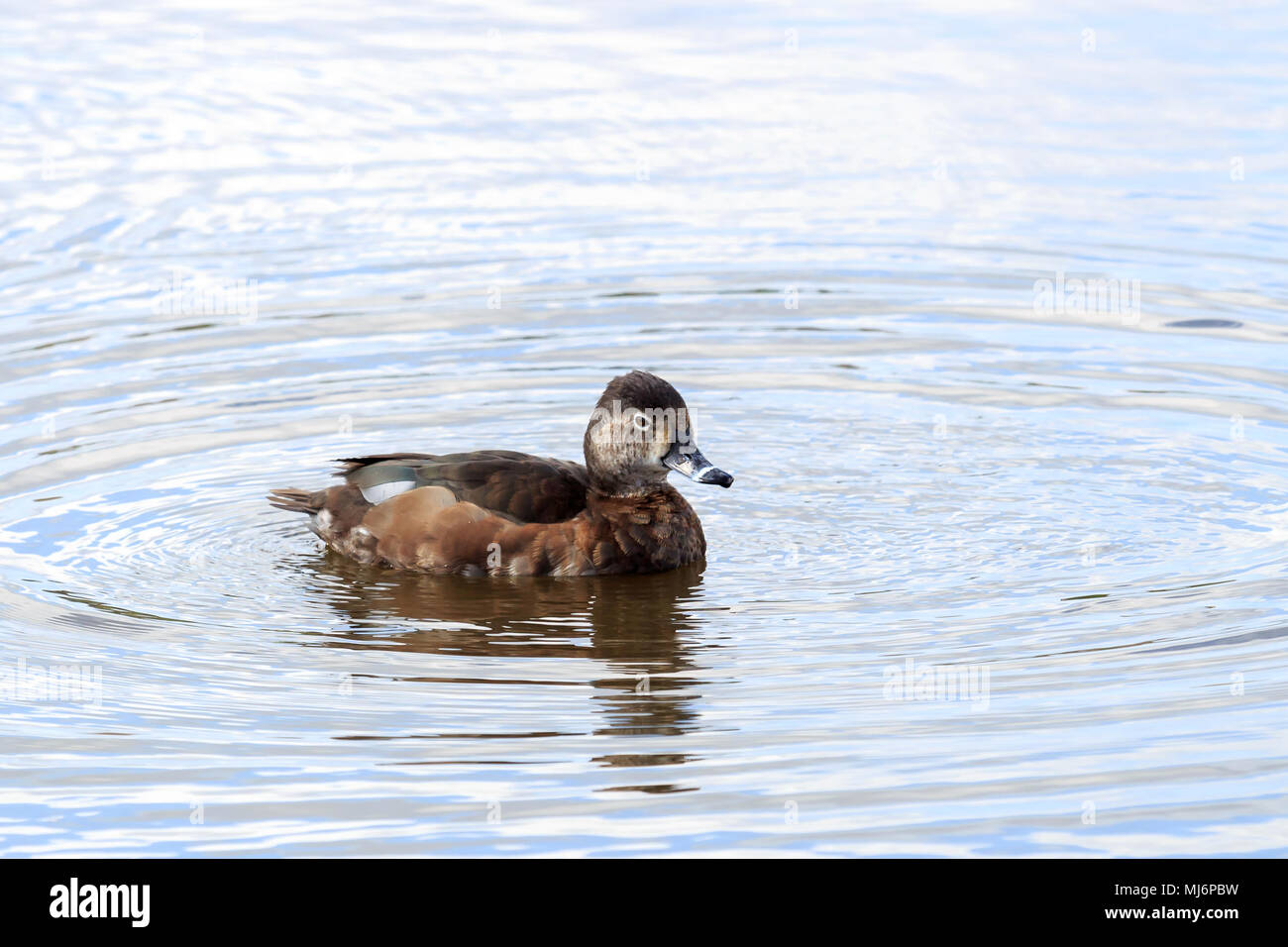 Female Ring-Necked Ducks on a Canadian lake Stock Photo