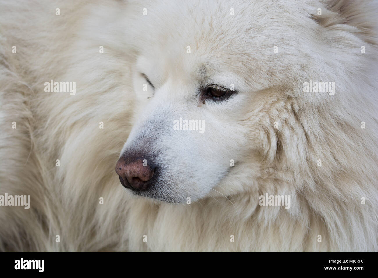 Samoyed dog breed. Russian dog breed. unique white feathers. hunting dog Stock Photo
