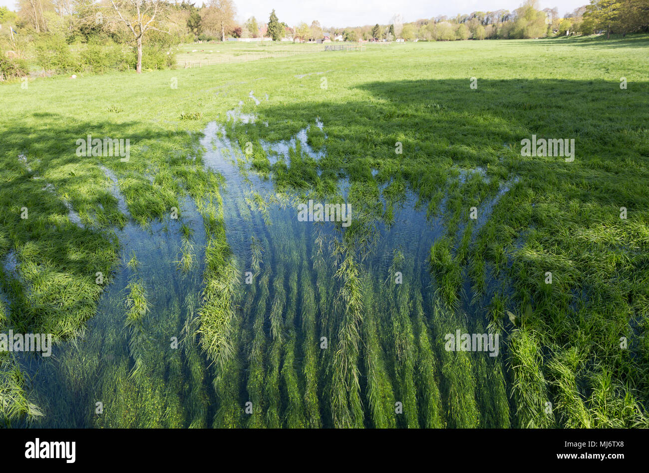 River Till seasonal chalk stream known as a winterbourne, Orcheston