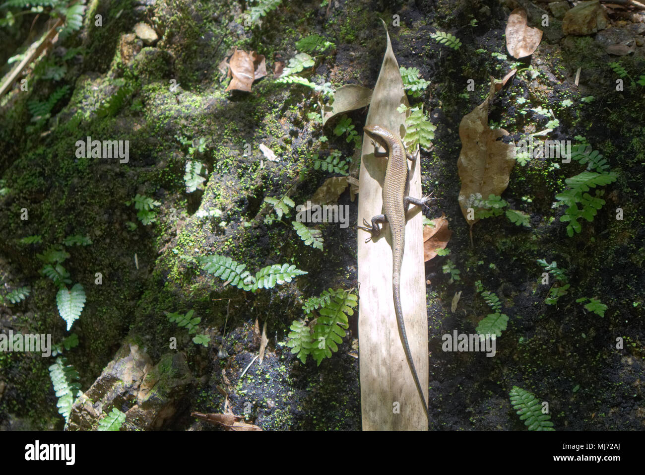 A photograph of a lizard climbing on a fallen down palm in a forest in Thailand Stock Photo