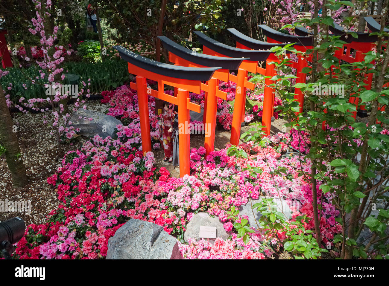 Singapore / Singapore - April 9 2018: Japanese figurines are laid out in the Flower Dome in the Gardens by the Bay of Singapore as part of a Sakura (c Stock Photo