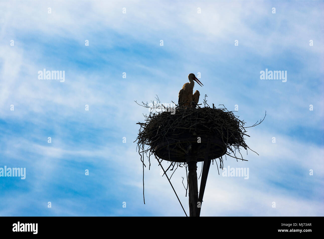 Silhouette of a stork in the nest in front of cloudy blue sky. Stock Photo