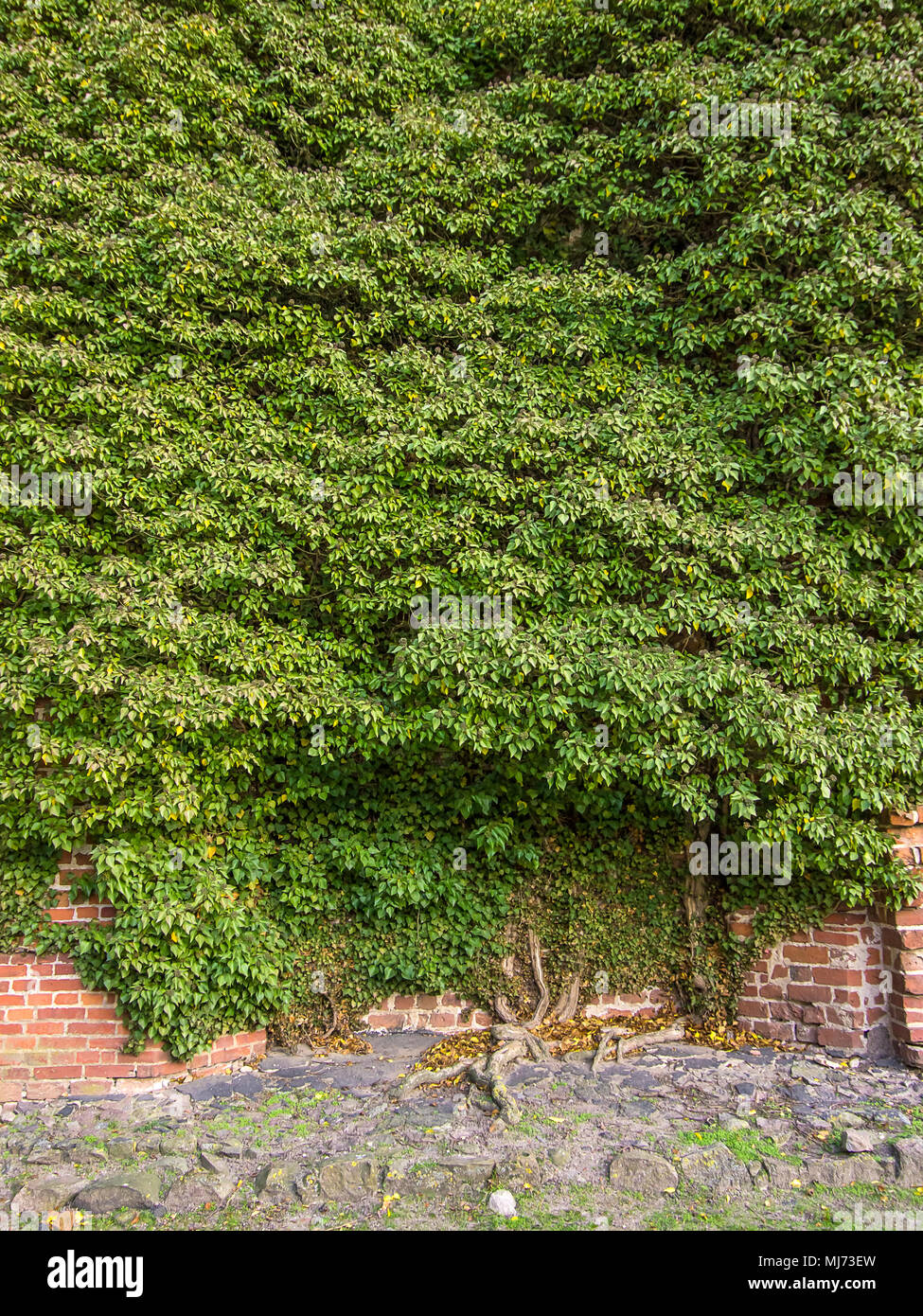 Ivy covering wall hires stock photography and images Alamy