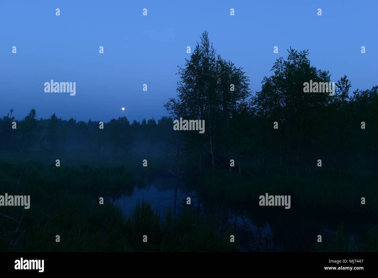 Moon night sky forest hi-res stock photography and images - Alamy