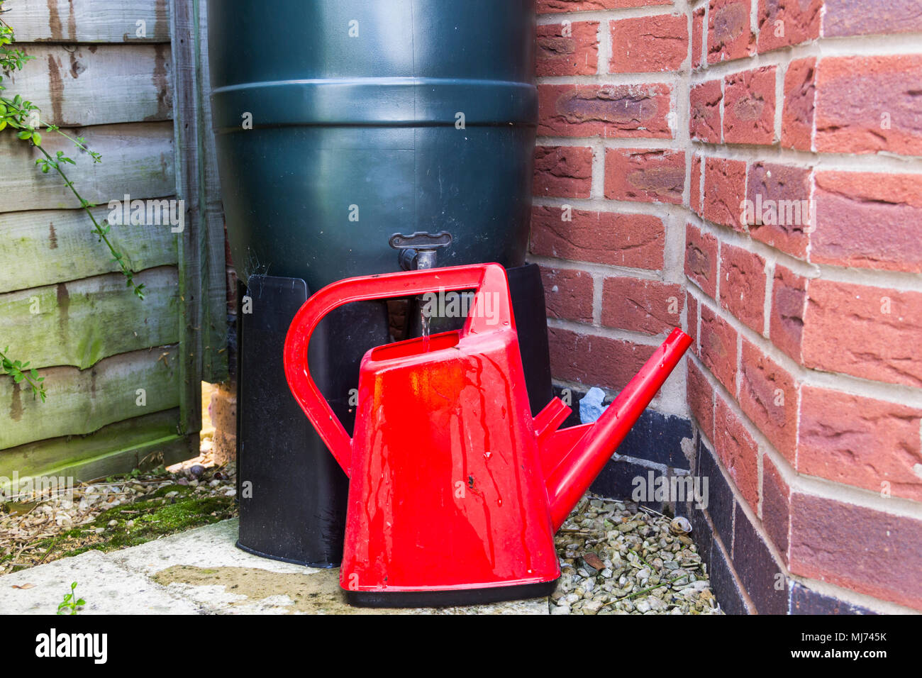 Filling a red watering can from an Environment-friendly Ward Strata slimline water butt installed at the bottom of a downspout of a house in the UK. Stock Photo