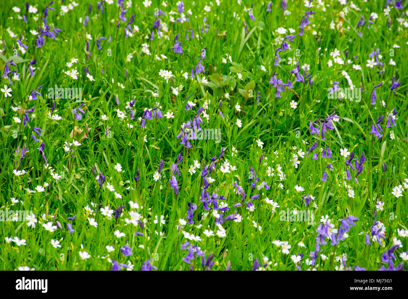 nature, blue, spring, green, landscape, england, beauty, flower, bluebell, wild, tree, scenic, natural, outdoors, woodland, purple, wildflower, color Stock Photo