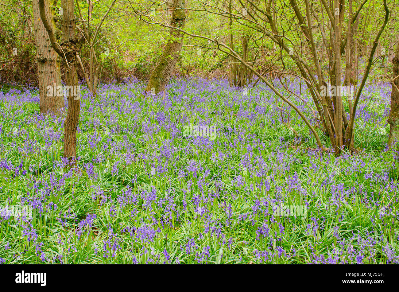 Large field of Bluebells in forest Stock Photo