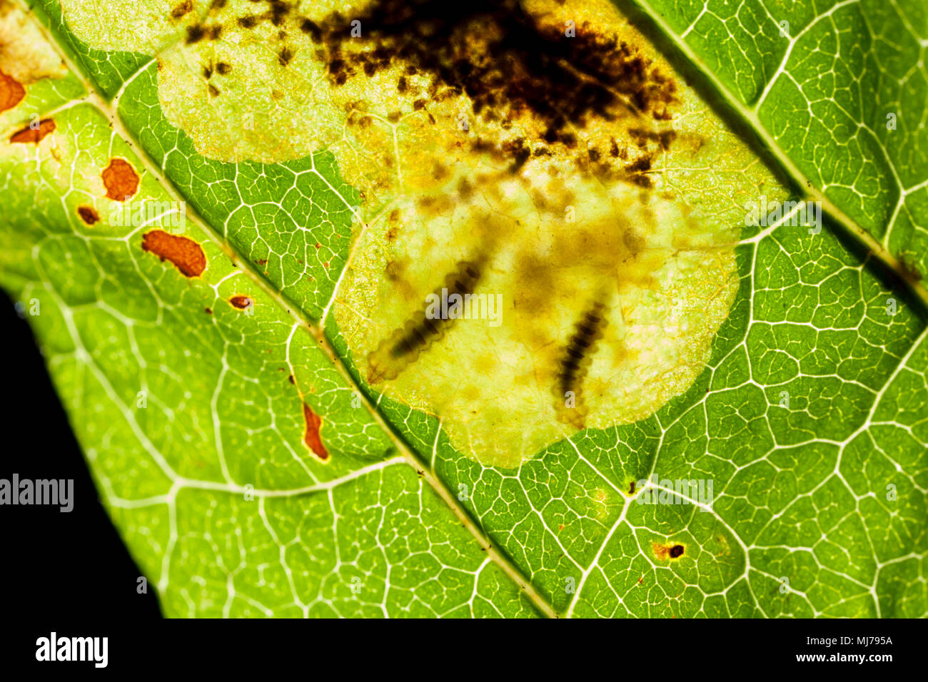 Larvae of the leaf-miner moth Cameraria ohridella, inside the leaf of a horse-chestnut tree, Aesculus hippocastanum. It was first discovered in the UK Stock Photo