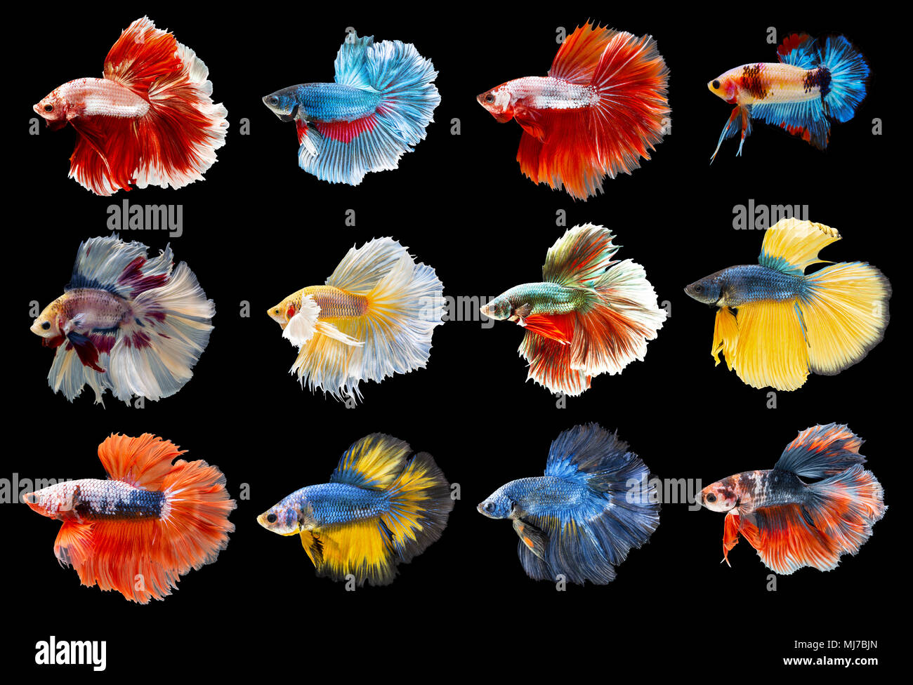 Top 999 Beautiful Fish Images Amazing Collection Beautiful Fish 